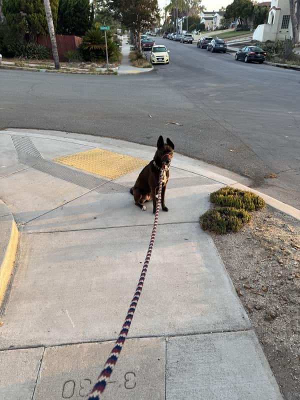 A picture of a black dog named Bowie sitting, taken on September 1 2025 at 6:44 am